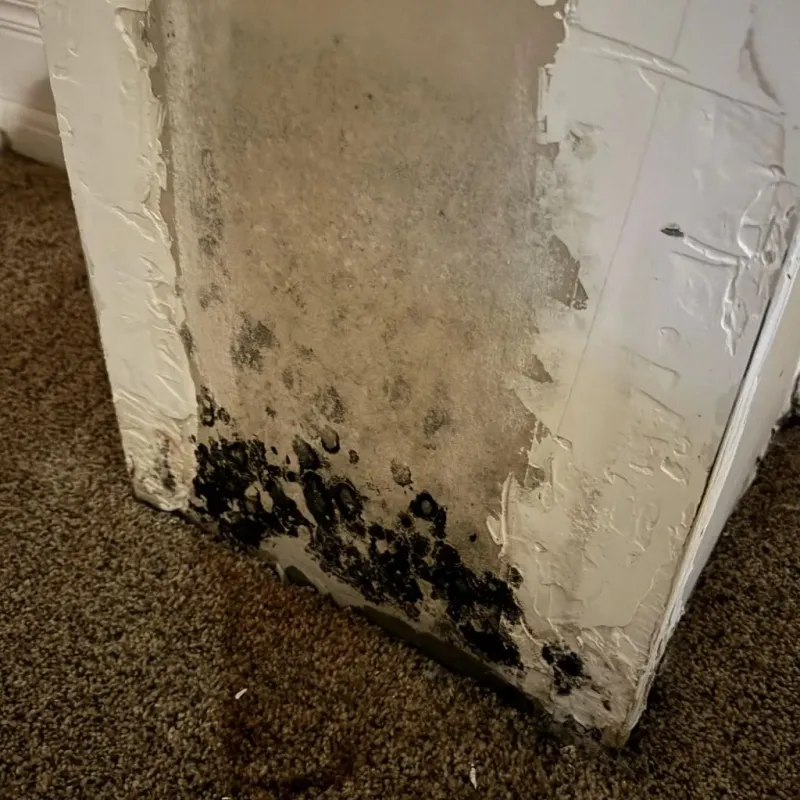 Professional Mold Removal in Kensett, AR